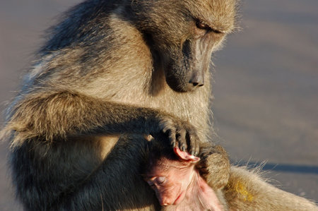 A chacma baboon grooming her young son, photographed in South Africa.