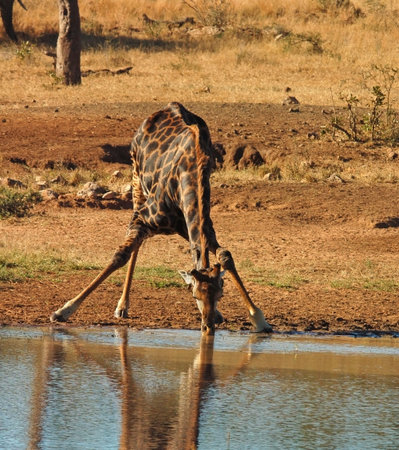 Giraffeの写真素材