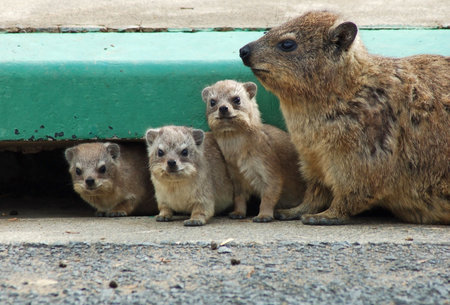 Cape Hyrax, or Rock Hyrax, (Procavia capensis) wild in South Africa.の写真素材