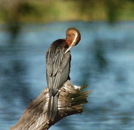 An African Darter (Anbinga malenogaster) at a lake in South Africa