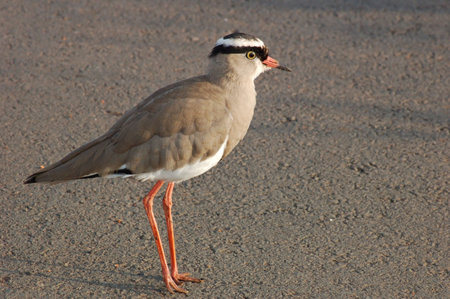 A crowned ploved on green grass, South Africa.の写真素材