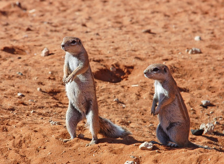 Ground Squirrels in the Kalahari Desert, South Africaの写真素材