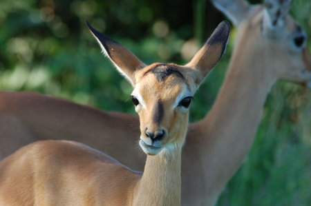 Young female Impala Antelope (Aepyceros Melampus) in the Kruger Park, South Africa.の写真素材