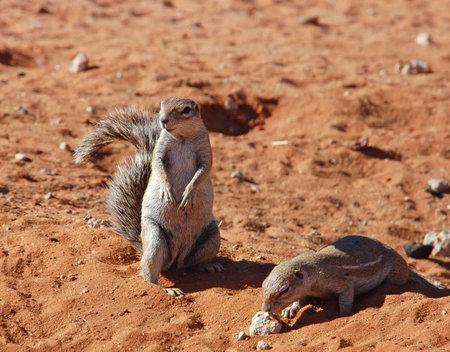 Ground Squirrels in the Kalahari Desert, South Africaの写真素材