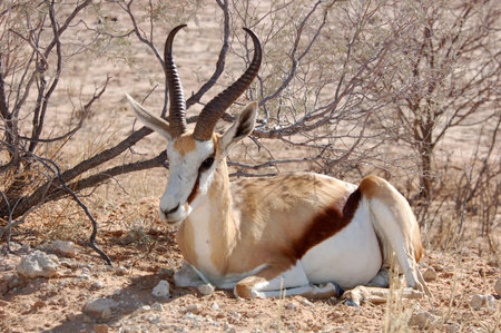 A Springbok Antelope in the Kalahari Desert, Southern Africa.
