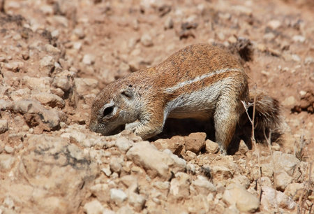 A Ground Squirrel in the Kalahari Desert, South Africaの写真素材