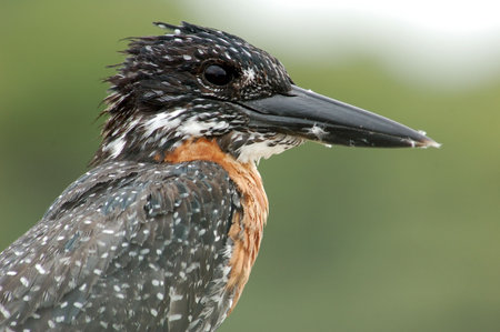 A Giant Kingfisher (Megaceryle Maxima) on the rails of a bridge in South Africa, ready to dive for a fish.の写真素材