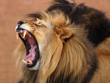 Male African Lion (Panthera leo) in Africa. Male African Lion (Panthera leo) in Africa.