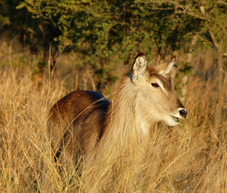 A female Waterbuck (Kobus ellipsiprymnus) in Mpumalanga, South Africa.の写真素材