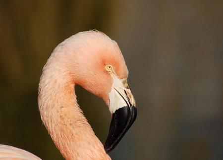 Flamingoの写真素材