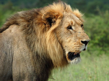 Wild male lion (Panthera leo) in Africa.の写真素材