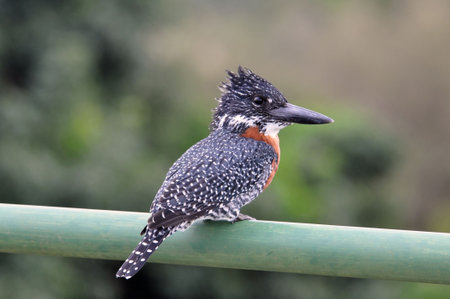 A Giant Kingfisher (Megaceryle Maxima) in the Kruger Park, South Africaの写真素材