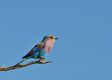 Lilacbreasted Roller in the Kruger Park, South Africa.の写真素材
