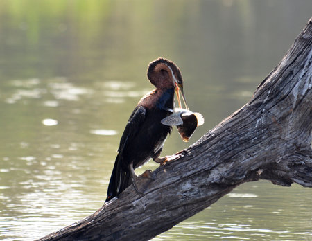 An African Darter at a lake in South Africa.