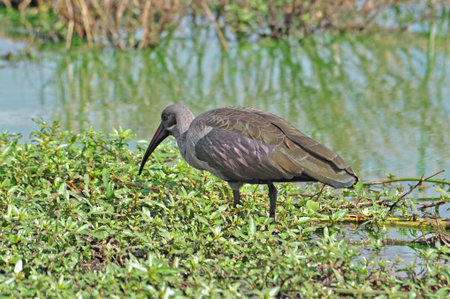 A pair of Hadida Ibis wade birds in the Kruger Park, South Africa,の写真素材