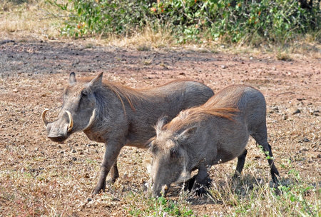Two warthogs (phacochoerus aethiopicus) in the Kruger Park, South Africaの写真素材