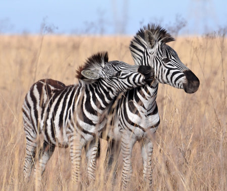 A Burchells Zebra (Equus quagga burchelli) in the Kruger Park, South Africa.の写真素材