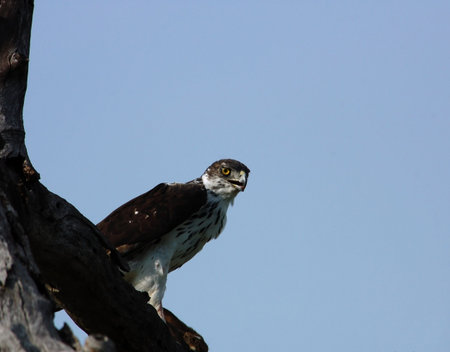 Martial Eagleの写真素材