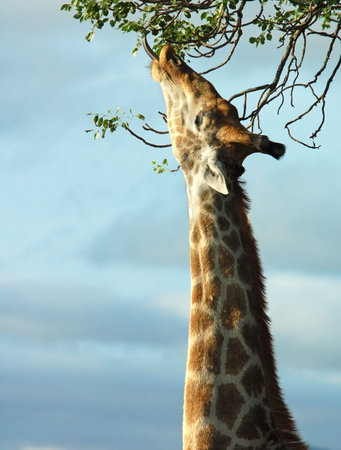 Giraffe in the bushveld of South Africa.の写真素材