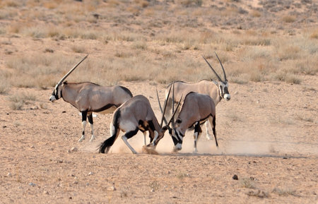 Male Gemsbok Antelope in the Kgalagadi Transfrontier Park, Southern Africa fighting in the dust to enforce the social structure.の写真素材