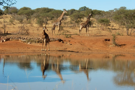 Giraffes in the bushveld of the Kruger Park, South Africa.の写真素材