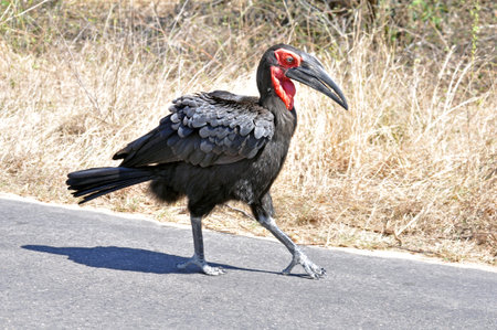 Highly endangered species Ground Hornbill (Bucorvus leadbeateri) in the Kruger National Park, South Africa.の写真素材