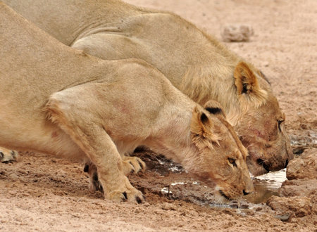Two lions in the Kgalagadi Transfrontier Park, Kalahari Desert, South Africa.の写真素材