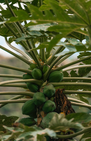 Organic Green Papaya On A Tree.の写真素材