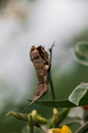 Dried Pigeon Peas On A Tree.の写真素材