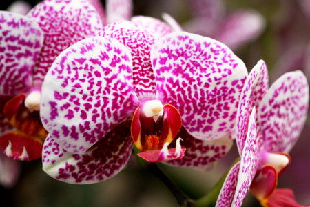 Purple orchidsの写真素材