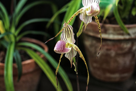 Tropical orchid closeupの写真素材