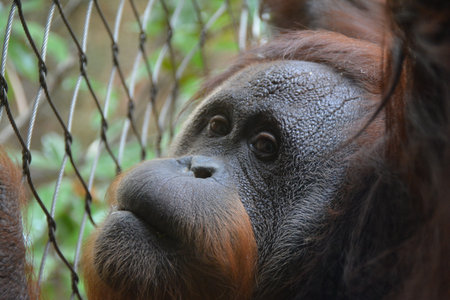 Monkeyの写真素材