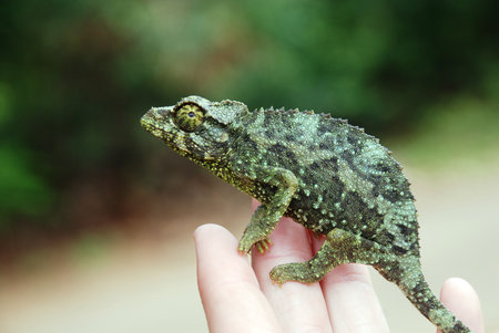 Wild Lizard in HIの写真素材