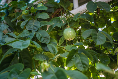 One fruit only in lot of leafの写真素材