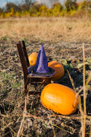 Witch hat in a pumpkin field outsideの写真素材