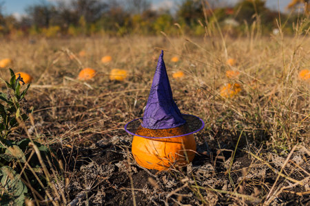 Pumpkin wearing a witch hat outside in a field on Halloweenの写真素材