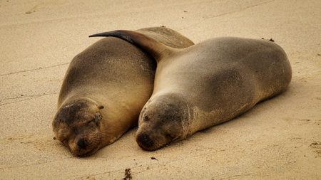 Sea lion coupleの写真素材