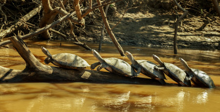 Turtle Parade