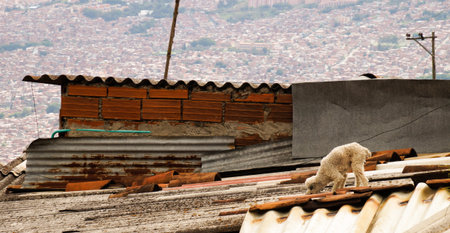 A dog on a roof in Medellin, Colombia.の写真素材