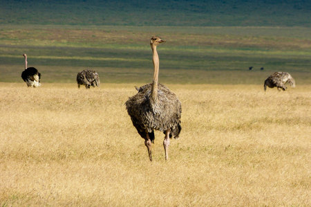 An african Ostrich in Tanzania.の写真素材