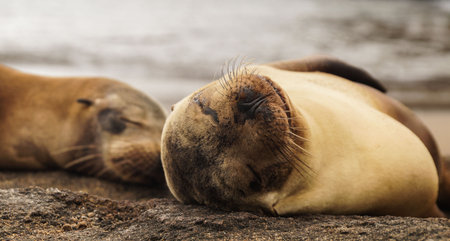 Sleeping Galapagos Sea Lion.の写真素材