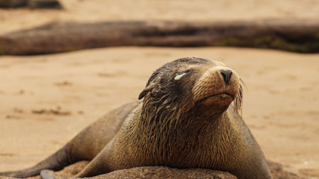 A Galapagos Sea Lion with eye infection.