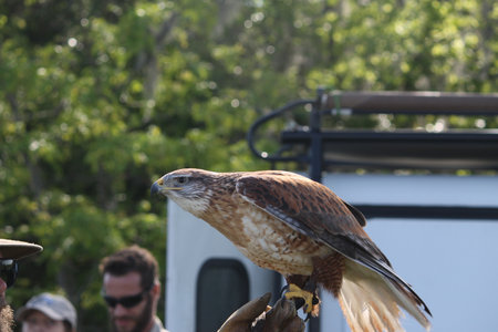 Ferruginous Hawk at Lake Livingston State Park for Birds of Preyのeditorial素材