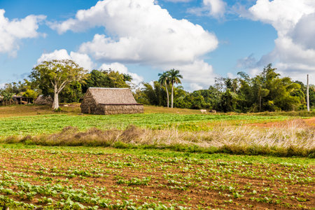 View of Vinales landscape in Cuba.の写真素材
