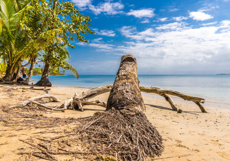 A view of driftwood on starfish beach on Bocas del Toro, in Panama.の写真素材