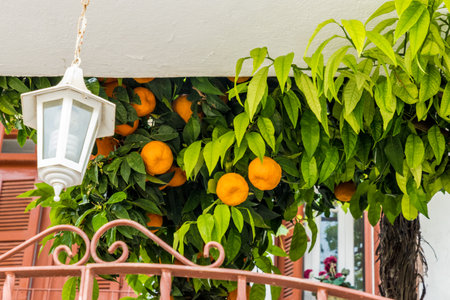Omodos, Cyprus. May 2018. A typical view of oranges growing above a metal gate in the traditional village Omodos in Cyprus.の写真素材