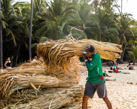 Tayrona national park, santa Marta, Colombia. April 2018. A view of a man transporting banboo in Tayrona National Park in Santa Marta in Colombiaのeditorial素材