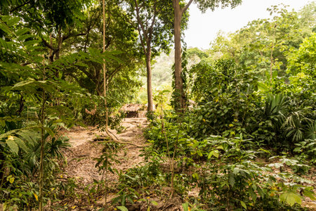Tayrona National Park. April 2018. A view of traditional houses in tayrona national Park in Colombiaの写真素材