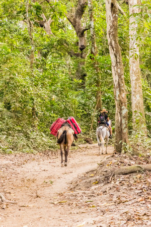 Tayrona National Park, Santa Marta, Colombia. April 2018. A view of horses transoprting tourists luggage in Tayrona national park, Colombia.のeditorial素材