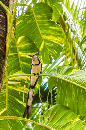 Ometepe Nicaragua. February 2018. A white throated magpie in Nicaraguaの写真素材